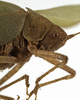 CollectionObject 1529779; 1a6fa9e9-9720-4974-bb58-53bbfbcdba63: female pronotum lateral (holotype). (CollectionObject).