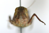 CollectionObject 1591833; 7b667a59-01e9-46a1-a571-803a0703c176: female, frontal view (paratype). (CollectionObject).