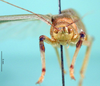 CollectionObject 1500441; cd479579-53af-46a4-b2bb-41f2d7035c70: male frons (syntype of Mataeus longipennis). (CollectionObject).