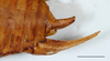 CollectionObject 1588350; e1b7897d-3420-4927-9686-a2e2be4c64a2: male abdomen tip (scale bar: 5mm). (CollectionObject).