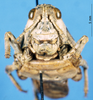 CollectionObject 1507279; 4e6c6a2a-e045-406c-88b9-ca71a999091d: female, frontal view (paratype of Nocarodes bicoloripes forma marani). (CollectionObject).