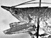 Podacanthophorus alas Naskrecki, 2000: female head and pronotum, lateral view. (Otu).