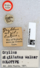 labels (holotype). Depicts CollectionObject 1567669; 8d1b89e7-8188-4d45-b52e-c883039c73fa, a CollectionObject.