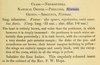 Helopicus infuscatus (Newman, 1838): image of original description. (Otu).