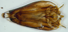 Subgenital plate: (Observation).