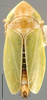 Habitus, dorsal view: Curvostylus chloridulus, dorsal habitus (INHS). (Observation).