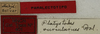 CollectionObject 1535967; e933068c-e7ab-4908-9752-a11158bd5d1d: labels (paralectotype). (CollectionObject).