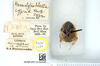 CollectionObject 1575826; fc1325d1-0879-4792-b24d-e2836388f9b2: Photo Rob de Vos, © Natural History Museum, London. Hemelytroblatta cypria Chopard, 1929. Paratype male, dorsal view. (CollectionObject).