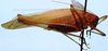 CollectionObject 1522474; 6d0efcce-216c-4620-9a18-57b609bbad17: male, lateral view (holotype). (CollectionObject).