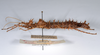 CollectionObject 1562170; ad035006-6f6d-4336-a46d-be63c0202544: copyright ANSP. female, lateral view (holotype). (CollectionObject).