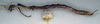 CollectionObject 1559200; 94b6edad-65fe-494b-9c40-70e9c782c750: copyright NMW. female, lateral view (paralectotype). (CollectionObject).;CollectionObject 1559201; 2cd883b0-c28d-4a76-9b5b-02373048cd78: copyright NMW. female, lateral view (paralectotype). (CollectionObject).
