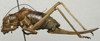 CollectionObject 1535947; 68717e0d-0d0f-4786-862b-46189a8daa14: female, lateral view (syntype). (CollectionObject).