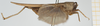 CollectionObject 1517892; 07de5cf5-f8ea-43c7-924b-d832e7520b12, NHMUK010924507: male, lateral view (holotype). (CollectionObject).