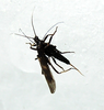 Taeniopteryx nivalis (Fitch, 1847): Nymph and adult. Wisconsin R., WI, Mar. 2009. (Otu).