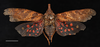 Habitus, dorsal view on Diareusa dahli Ossiannilsson, 1940 now Diareusa conspersa Schmidt, 1906: (Observation).