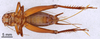 CollectionObject 1965562; 2f59bb98-e83d-490f-95d1-08171be0525d: Female, ventral view (paratype). (CollectionObject).