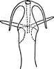 Aedeagus, ventral view: Aedeagus, ventral view. (Observation).