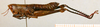 CollectionObject 1537803; 308dcdda-f231-4cd3-9e10-4896fba240dd: female habitus lateral view (paratype). (CollectionObject).