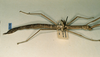 CollectionObject 1558839; fb7a5b8b-9ca8-4be9-ab88-856746ae1ad5: copyright CUMZ, Cambridge. female, lateral view (syntype). (CollectionObject).