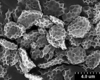 Brochosomes on Cuerna sayi Nielson, 1965: CR818 | U.S.A., Montana, Madison Co., Twin Bridges, R. Rakitov [#04-50], 19-V-2004 | INHS. (Observation).