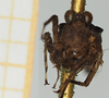 CollectionObject 1580135; c568fedd-d041-4012-81a9-e144a6b64a8e, NHMUK010924544: male (syntype), frontal view. (CollectionObject).