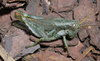 Ronderosia malloi (Liebermann, 1966): female. (Otu).