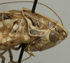 CollectionObject 1535986; 1f8058f5-b2b6-4456-ad7c-ad09f54e0734: male, head and pronotum, lateral view (syntype). (CollectionObject).