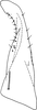 Subgenital plate, ventral view on Edwardsiana lethierryi (Edwards, 1881): Subgenital plate (form hippocastani). (Observation).