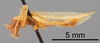 CollectionObject 1523075; 8d4236ca-511a-4e21-b02d-d3c819a0dc98: Male, lateral view (holotype). (CollectionObject).