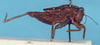 CollectionObject 1517885; 3968b1bc-e441-4ab2-9b4f-a7ebb6bd419d, NHMUK10924451: male, lateral view (holotype). (CollectionObject).