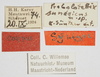 CollectionObject 1578100; NNM 74, 7adaaccd-83a6-4e3f-9f27-45440ea46948: female, labels (syntype). (CollectionObject).