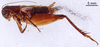 CollectionObject 1522826; aefcff60-a245-465f-9b2c-ae4b286198fa: Male, lateral view (holotype). (CollectionObject).