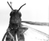 CollectionObject 1524861; 07750dcb-4b78-4a54-8f42-e7d755288f0e: Image Carbonell, C.S. female, frontal view (holotype). (CollectionObject).