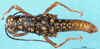 CollectionObject 1566398; 6f92decc-86ec-4fd1-a76c-d5130bc37fd2: male, dorsal view (syntype). (CollectionObject).