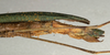 CollectionObject 1560373; 4aa6a5b2-84bb-4a26-99cd-5a5d33d8ccf7: copyright NMW, Vienna. male: end of abdomen, lateral view (paralectotype). (CollectionObject).;CollectionObject 1560374; cc869366-d3c2-4200-92ea-6753c7597d58: copyright NMW, Vienna. male: end of abdomen, lateral view (paralectotype). (CollectionObject).