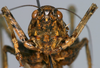 CollectionObject 1577121; 96692933-f22b-4b61-b2e3-41807286870a: female, frontal view. (CollectionObject).