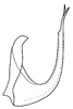 Aedeagus, lateral view on Bahita amapana Linnavuori & DeLong, 1978: Bahita amapana, aedeagus, laterally. (Observation).