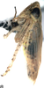 Habitus, lateral view on Falcitettix (Falcitettix) guttiger (Kusnezov, 1929): Habitus, lateral view (M. minor Vilbaste, 1965). (Observation).