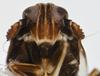 Head: !! display not done !! on Pissonotus albivultus Morgan & Beamer, 1949: (Observation).