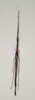 CollectionObject 1562692; edd223c6-c721-45cd-ae23-52ed2f314051: copyright QMBA. female: dorsal view (holotype). (CollectionObject).