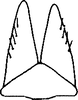 Subgenital plate, ventral view on Coganus breviatus (Cogan, 1916): Subgenital plate. (Observation).