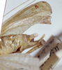 CollectionObject 1503449; MBBJ 3226034, 4be00560-7043-45ef-b4c7-e02a3a36a8b9: male cerci (syntype?). (CollectionObject).