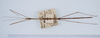 CollectionObject 1559066; 4416745c-266d-40cf-a6f4-f0b409ae828e: copyright ZMUH, Hamburg. male, dorsal view of Lonchodes longiceps (holotype). (CollectionObject).