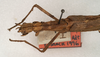 CollectionObject 1557151; NMW 956, a453c62a-9514-40a0-a54f-5f074d0518c3: copyright NMW, Vienna. female: head and thorax, dorsal view (lectotype). (CollectionObject).