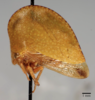 Habitus, lateral view: !! display not done !! on Archasia auriculata (Fitch, 1851): (Observation).