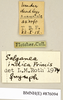 CollectionObject 1573082; b7658fb1-a348-42e5-8dff-2c709f64cf62: Copyright Natural History Museum, London. Labels from non-type (female nymph) in BM(NH). (CollectionObject).