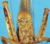 CollectionObject 1507151; 53ea6541-aeff-4d23-bff0-2cc50567b7df: male abdomen tip, ventral view. (CollectionObject).