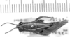 CollectionObject 1525553; ed81df70-673c-4f2e-bd6a-5686a0a9bab3: female, dorsal view (lectoallotype of Leptomerinthoprora smaragdipes). (CollectionObject).