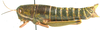Lentula obtusifrons Stål, 1878: female, lateral view. (Otu).