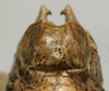 CollectionObject 1534967; 8dd7d2dd-75e0-4986-8840-160707c6e99a: male subgenital plate (lectotype). (CollectionObject).